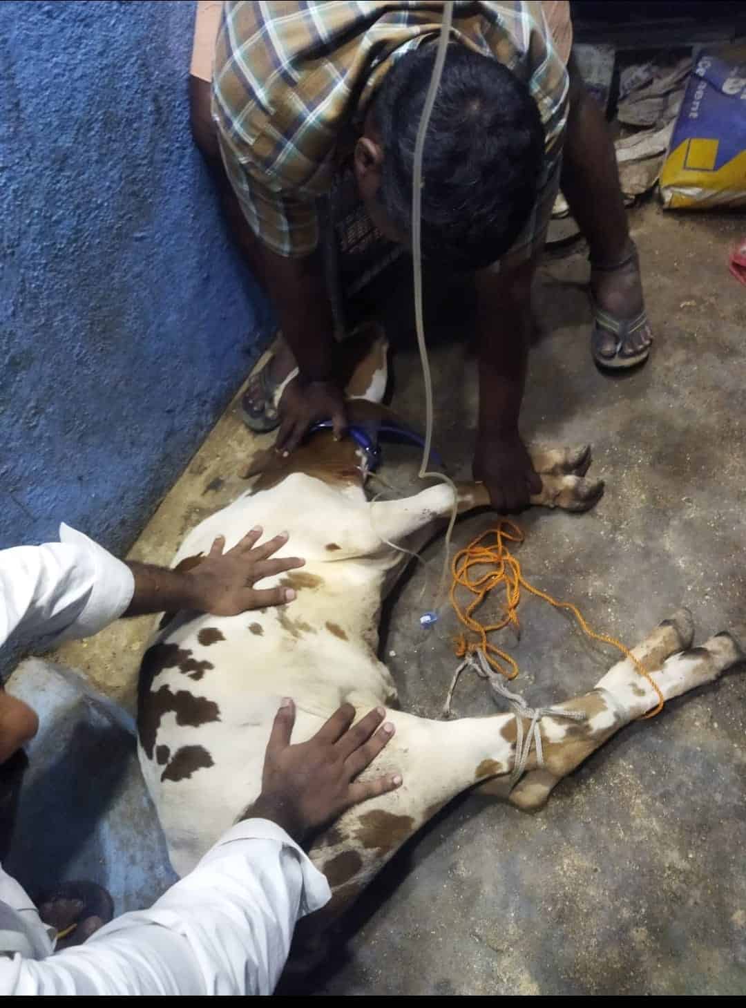 calf treatment - suffered from liver problem now cured.