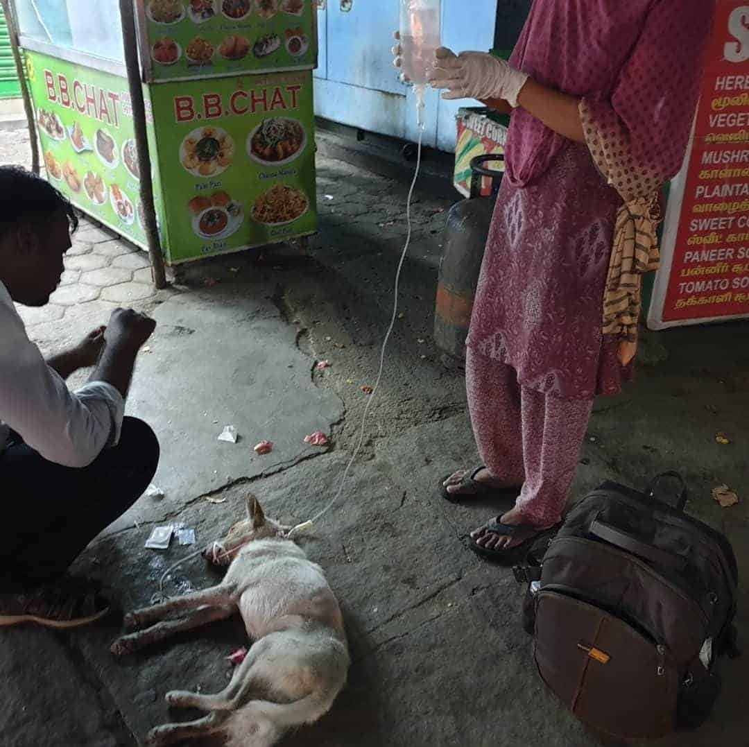 Distemper Treatment done on street, emergency treatment - PS the doggy is now adopted by Jacob